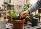 Egy balkonkertész az ujjával ellenőrzi a cserépben lévő föld nedvességét egy menta növény mellett, megelőzve az öntözési hibákat