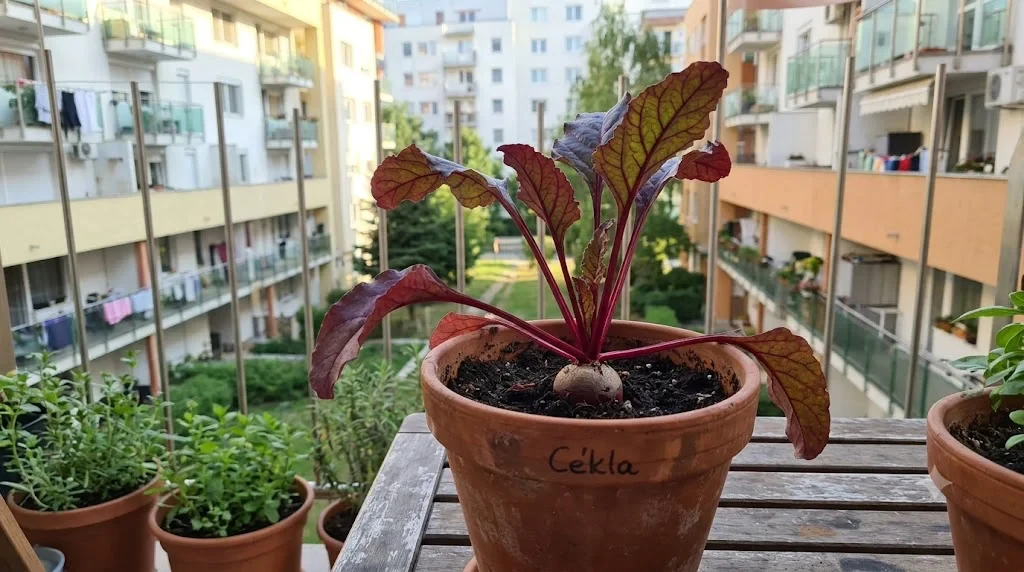 fiatal cékla lila levelekkel cserépben, fejlődő gumó a föld felszínén