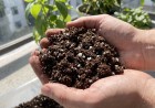 Egy balkonkertész sötétbarna, rendkívül laza és morzsalékos földkeveréket tart a markában, amelyben jól látszanak a fehér perlit szemcsék.