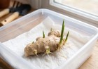 Átlátszó műanyag doboz alján, nedves papírtörlőn fekvő gyömbér rizóma, amelyből apró, tűhegyes, élénkzöld hajtások és vékony, fehér gyökerek bújnak elő.
