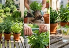 Menta a balkonon: Így nevelj dús, illatos mentabokrot cserépben (és tartsd kordában!)
