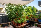 Dúsan termő, zöld koktélparadicsom bokrok és élénkpiros chili paprikák egy déli fekvésű erkély korlátjánál, szűrt nyári napsütésben.