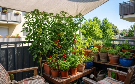 Dúsan termő, zöld koktélparadicsom bokrok és élénkpiros chili paprikák egy déli fekvésű erkély korlátjánál, szűrt nyári napsütésben.