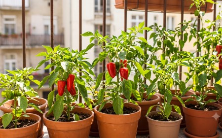 Érett piros és zöld paprikák cserépben egy napos erkélyen – balkoni paprika termesztése