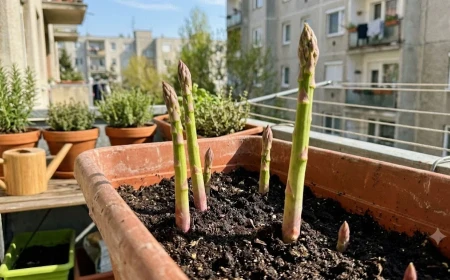 Főkép, spárga termesztése erkélyen