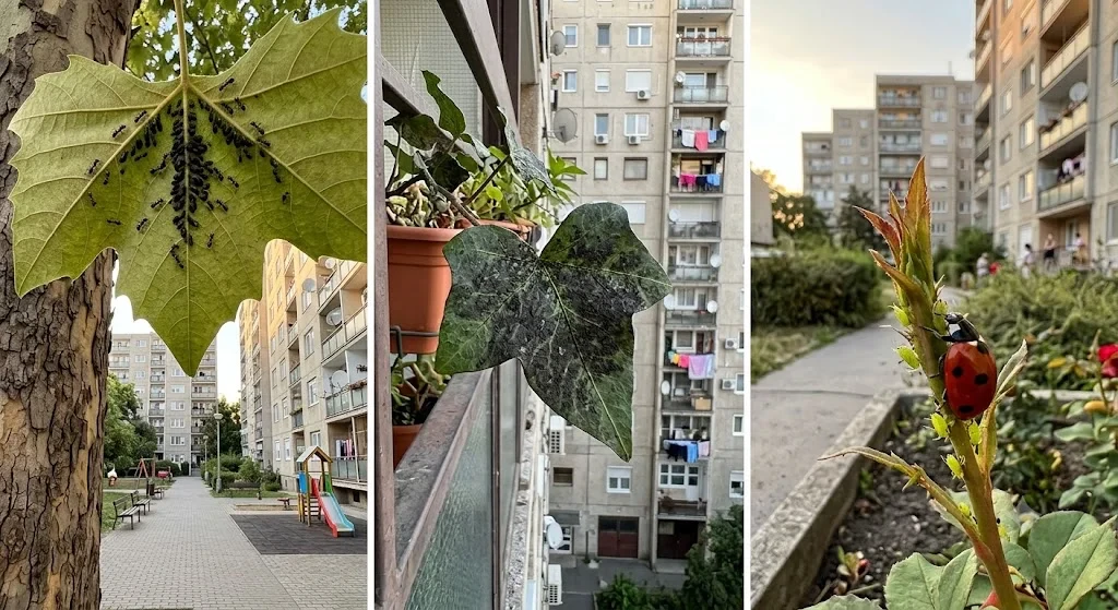 Hangyák és levéltetvek kapcsolata az erkélyen – bio védekezés
