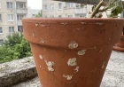 Vízkő a cserepeken: a kemény csapvíz hatása a balkonnövényekre