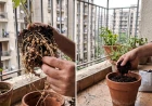 Gyökérfonálféreg és talajlakó kártevők az erkélyen