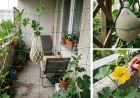 Mini sárgadinnye az erkélyen: így teremhet édes gyümölcs cserépben