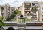 Avokádó mag hajtatása otthon: érdemes-e, és mire számíthatsz?