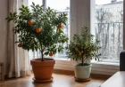 Citrusfélék teleltetése lakásban: mandarin és kumkvat télen