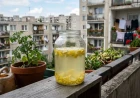 Citromhéjas tápoldat áztatása befőttesüvegben erkélyen