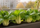 Pak choi termesztése cserépben az erkélyen – gyors őszi levélzöldség balkonládába