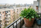 Sóska termesztése cserépben az erkélyen: a savanykás évelő, ami márciustól novemberig szüretelhető