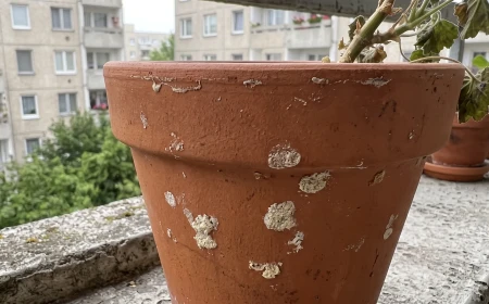 Mikor öntözz? Napszak és időzítés hatása a balkoni növényekre