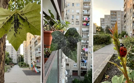 Hangyák és levéltetvek kapcsolata az erkélyen – bio védekezés
