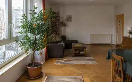 Mandarinfa világos ablaknál radiátortól távol fűtött lakásban