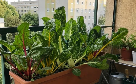 Mángold termesztése erkélyen: cserepes vitaminbomba egész évre