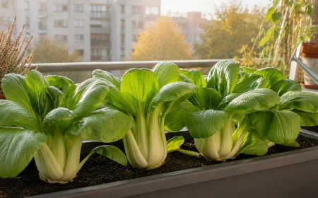 Pak choi termesztése cserépben az erkélyen – gyors őszi levélzöldség balkonládába