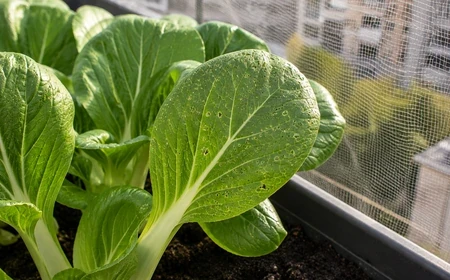 Földibolha apró lyukacsos kárképe pak choi levélen