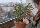 Elfagyott a növény az erkélyen? Így mérd fel a fagykárt, és döntsd el, menthető-e