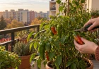 Zöld paprika maradt az erkélyen? Mikor szedd le az első fagy előtt, és mi érik tovább a lakásban?