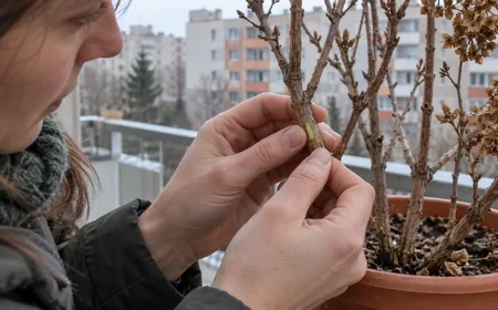 Óvatos kéregkaparási próba egy cserepes cserje hajtásán
