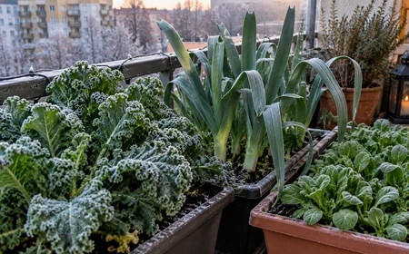 Kale, póréhagyma és madársaláta téli balkonládákban