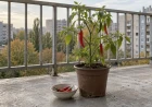 Chili teleltetése cserépben: hogyan őrizd meg a tövet a következő szezonra?
