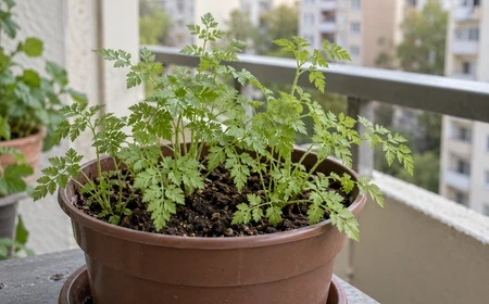 Fiatal turbolya finoman szeldelt levelekkel a cserépben